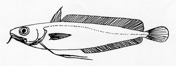 Phycis blennoides