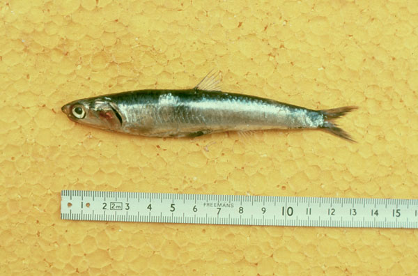 Engraulis encrasicholus