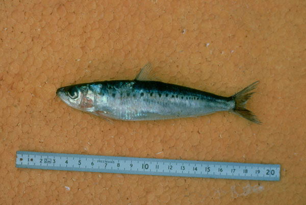 Sardina pilchardus sardina