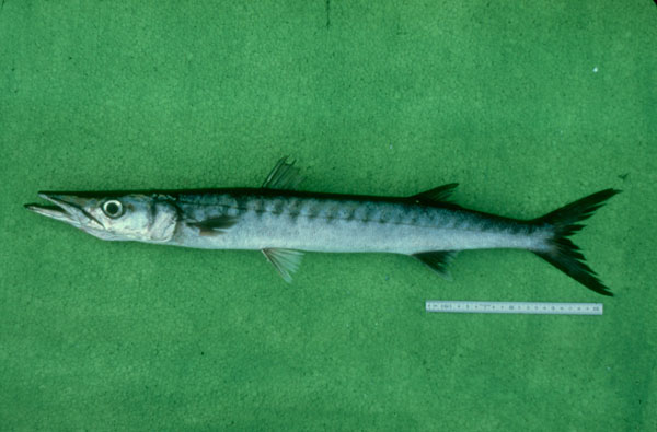 Sphyraena sphyraena