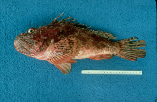 Scorpaena scrofa