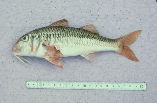 Mullus surmuletus