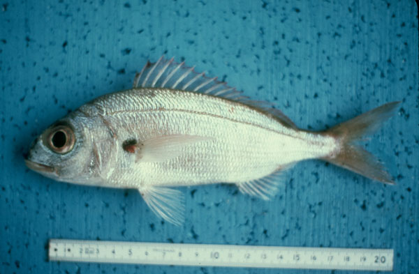 Pagellus acarne