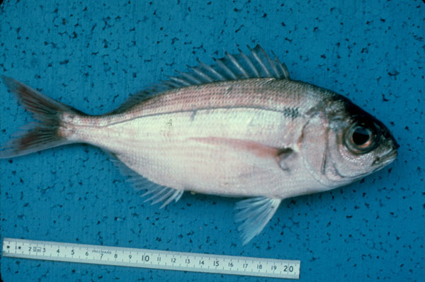 Pagellus bogaraveo