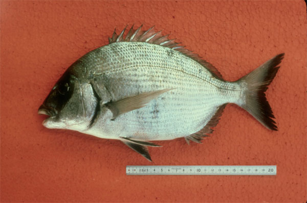 Diplodus sargus