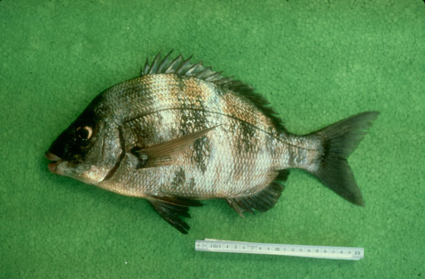 Diplodus cervinus