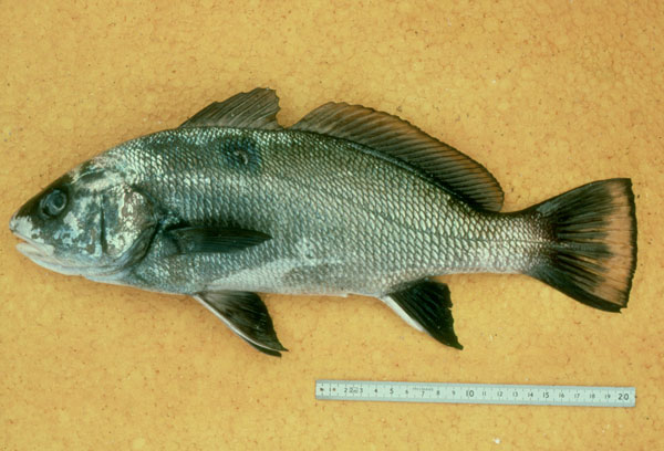 Sciaena umbra