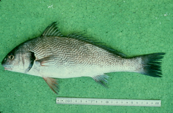 Umbrina cirrosa