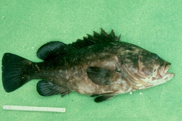 Epinephelus marginatus