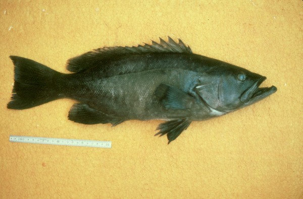 Epinephelus costae