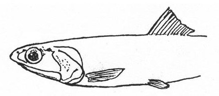 Engraulis encrasicholus