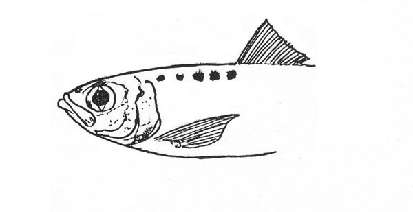 Sardina pilchardus sardina