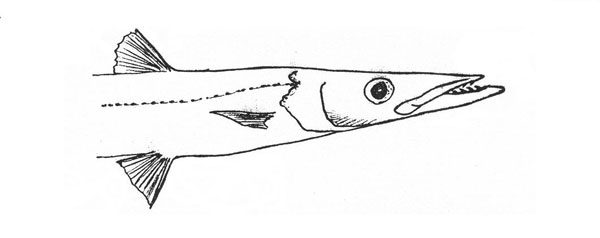Sphyraena sphyraena