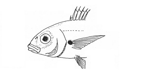 Pagellus acarne