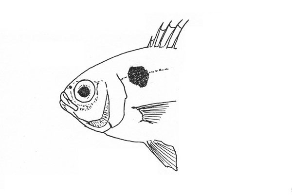Pagellus bogaraveo