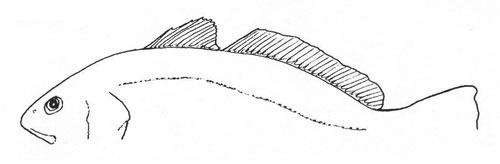 Sciaena umbra