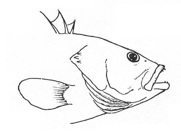 Epinephelus marginatus
