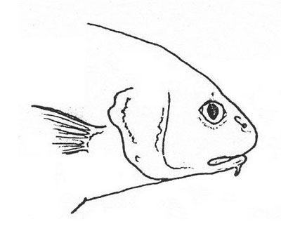 Umbrina cirrosa