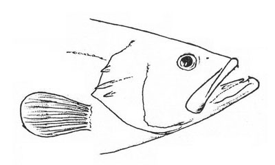 Epinephelus costae