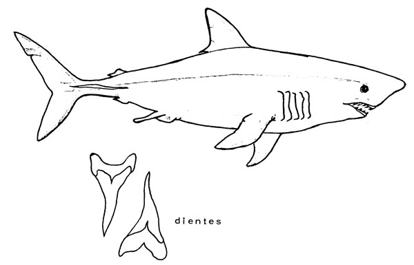Isurus oxyrhinchus