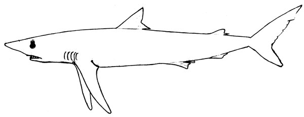 Prionace glauca