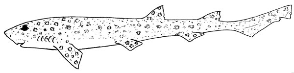 Scyliorhinus canicula