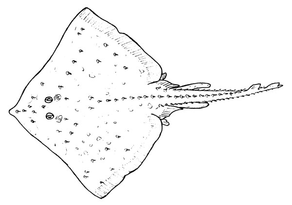 Raja clavata