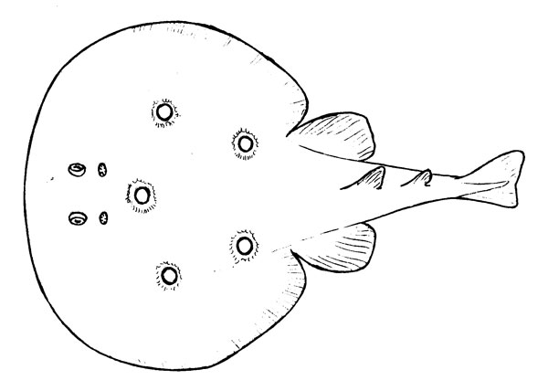 Torpedo torpedo