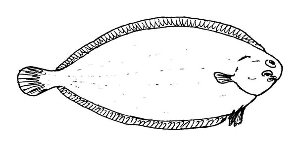 Solea vulgaris