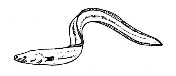 Conger conger