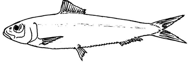 Sardinella aurita