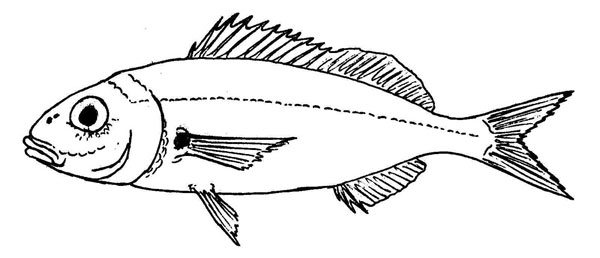 Pagellus acarne