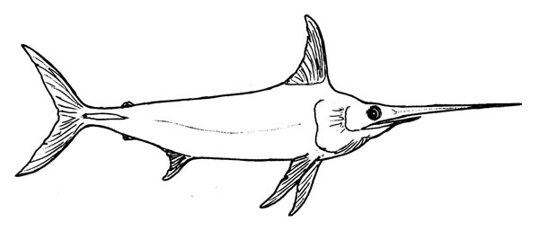 Xiphias gladius