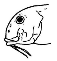 Mullus barbatus barbatus