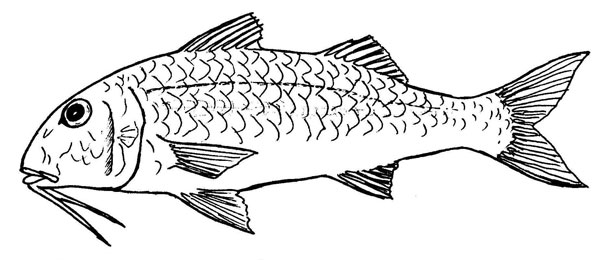 Mullus surmuletus