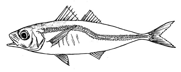 Trachurus mediterraneus mediterraneus