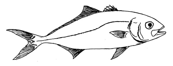 Lichia amia