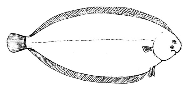 Solea vulgaris