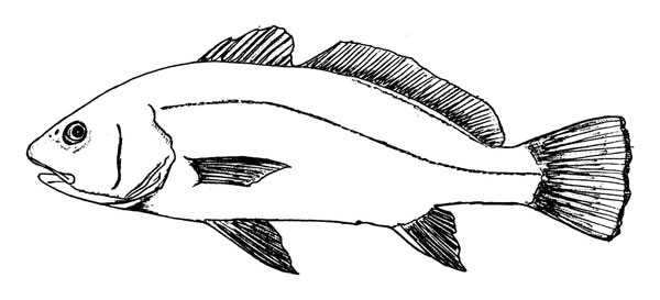Sciaena umbra