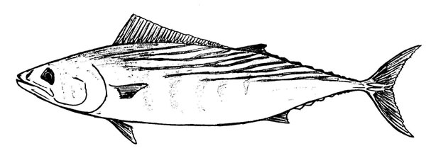 Sarda sarda