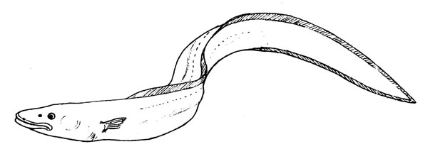 Conger conger