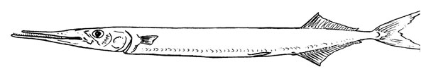 Belone belone gracilis