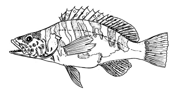 Serranus scriba