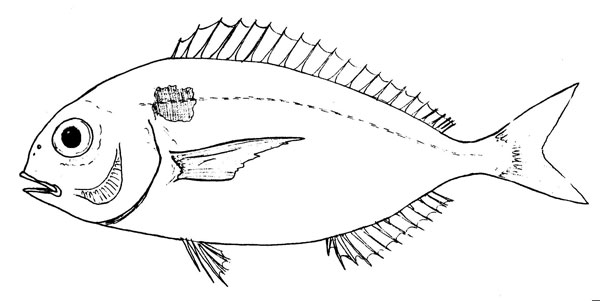 Pagellus bogaraveo