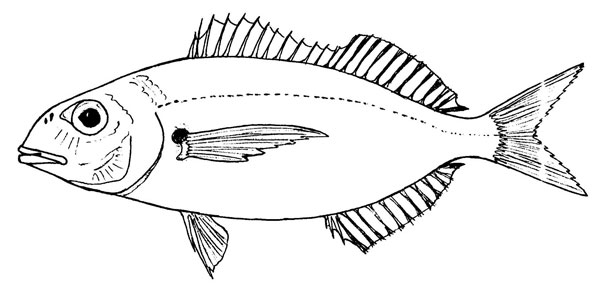 Pagellus acarne