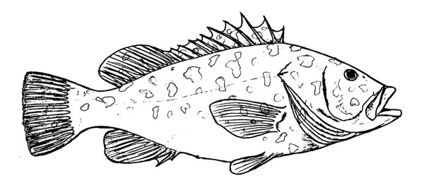 Epinephelus marginatus