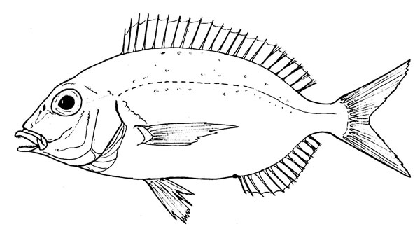 Pagellus erythrinus
