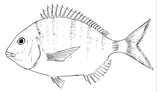 Diplodus sargus