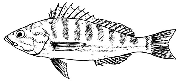 Serranus cabrilla