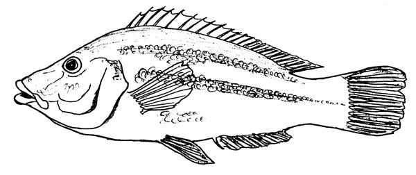Labrus viridis